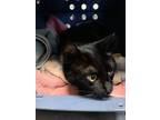 Adopt Bonnie a Domestic Short Hair