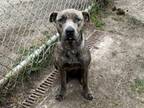 Adopt VIENA a Staffordshire Bull Terrier, Mixed Breed