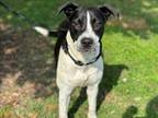 Adopt DANDELION a American Staffordshire Terrier, Mixed Breed