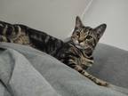 Adopt Riley a Brown Tabby Domestic Shorthair (short coat) cat in Minneapolis