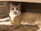 Adopt Comett a Orange or Red Domestic Shorthair / Mixed cat in Wilmington