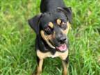 Adopt BELLA a Rottweiler, Mixed Breed