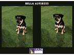 Adopt BELLA a Rottweiler, Mixed Breed