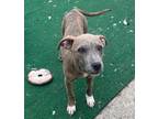 Adopt Froggy a American Pit Bull Terrier / Mixed Breed (Medium) / Mixed dog in
