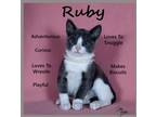 Adopt Ruby a Domestic Shorthair / Mixed (short coat) cat in Aurora