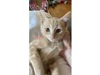 Adopt Otis V a American Shorthair / Mixed (short coat) cat in Cary