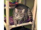 Adopt Ben a Domestic Shorthair / Mixed (short coat) cat in Pittsboro