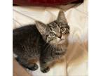 Adopt Rolo a Domestic Shorthair / Mixed cat in Potomac, MD (38760934)