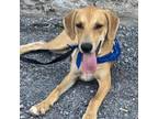 Adopt Eli a Labrador Retriever / Hound (Unknown Type) / Mixed dog in Potomac