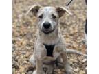 Adopt Fozzy a Terrier (Unknown Type, Medium) / Australian Cattle Dog / Mixed dog