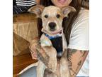 Adopt Fletcher a Terrier (Unknown Type, Medium) / Australian Cattle Dog / Mixed