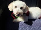 Adopt Dobby a Bichon Frise / Mixed dog in El Cajon, CA (38864689)