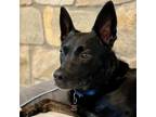 Adopt Pretzel a Australian Cattle Dog / Spitz (Unknown Type