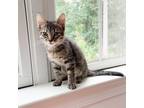 Adopt Honeycrisp a Domestic Shorthair / Mixed cat in Potomac, MD (38863512)