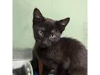 Adopt Super a Domestic Shorthair / Mixed cat in Fayetteville, AR (38742395)