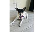 Adopt Jax a Rat Terrier / Mixed dog in Plantation, FL (38742199)