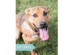 Adopt Jeremiah a Shepherd (Unknown Type) / Mixed dog in Lancaster, OH (38636780)