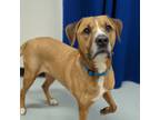 Adopt Jax a Boxer dog in Yankton, SD (38902789)