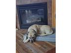 Adopt Eevee a Mastiff / Labrador Retriever / Mixed dog in Battle Ground