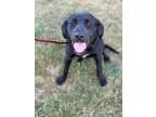 Adopt Rowan a Black Labrador Retriever / Mixed dog in Plainfield, IL (38798449)