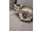 Adopt Kingston a Gray or Blue Maine Coon / Mixed (medium coat) cat in
