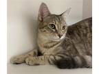 Adopt Mouse Patrol a Gray, Blue or Silver Tabby Domestic Shorthair / Mixed