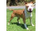 Adopt Mac Truck 37895 a Brown/Chocolate - with White Pit Bull Terrier / Mixed