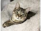 Adopt Chilly Pepper a Brown Tabby Domestic Shorthair / Mixed (short coat) cat in