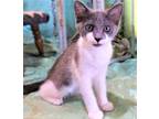 Adopt LITTEN GYPSY a Domestic Shorthair / Mixed cat in Franklin, TN (38782673)