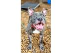 Adopt Odette a Gray/Blue/Silver/Salt & Pepper Mixed Breed (Medium) / Mixed dog