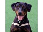 Adopt King a Brown/Chocolate Doberman Pinscher / Mixed dog in Burlingame