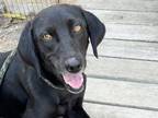Adopt Umbra a Black Mixed Breed (Medium) / Mixed dog in Georgetown