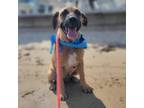 Adopt George a Tan/Yellow/Fawn Hound (Unknown Type) / Mixed dog in FREEPORT