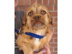 Adopt Mailen a Red/Golden/Orange/Chestnut Pekingese / Shih Tzu / Mixed dog in