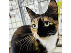 Adopt Poppy Pomfrey a Calico or Dilute Calico Domestic Shorthair / Mixed cat in