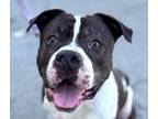 Adopt Cowboy - Foster or Adopt Me! a Mastiff / American Staffordshire Terrier /