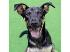 Adopt Tia a German Shepherd Dog / Mixed dog in Burlingame, CA (38874845)