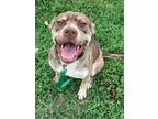 Adopt Suzy a Brown/Chocolate - with Tan American Pit Bull Terrier / Mixed dog in
