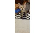 Adopt Frank a Gray, Blue or Silver Tabby Domestic Shorthair / Mixed (short coat)