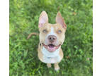Adopt Peter Pan a Tan/Yellow/Fawn American Pit Bull Terrier / Mixed dog in