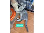 Adopt Tiarella a Domestic Shorthair / Mixed (short coat) cat in Richmond