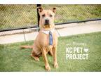 Adopt Rooney a Tan/Yellow/Fawn Mixed Breed (Large) / Mixed dog in Kansas City
