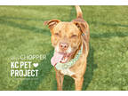 Adopt Chopper a Brown/Chocolate American Pit Bull Terrier / Mixed dog in Kansas
