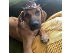 Adopt Buzz a Redbone Coonhound / Mixed dog in Staten Island, NY (38863752)