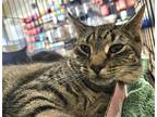 Adopt Figment a Gray, Blue or Silver Tabby Domestic Shorthair / Mixed (short