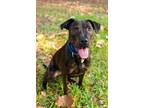 Adopt Jojo Oak the Gentle Girl a Brown/Chocolate Pit Bull Terrier dog in