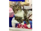 Adopt Hershey a Gray, Blue or Silver Tabby Domestic Shorthair / Mixed (short