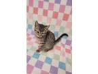 Adopt Maxwell a Brown Tabby Domestic Shorthair / Mixed (short coat) cat in