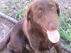 Adopt Duke a Brown/Chocolate Labrador Retriever / Mixed dog in Trenton