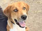 Adopt Frankie a Tan/Yellow/Fawn Mixed Breed (Large) / Mixed dog in Georgetown